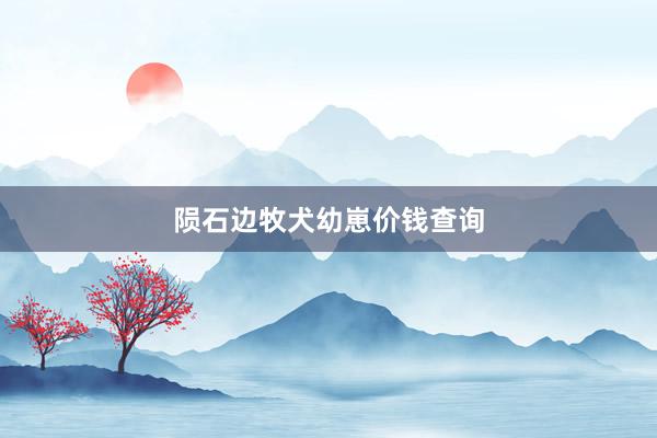 陨石边牧犬幼崽价钱查询