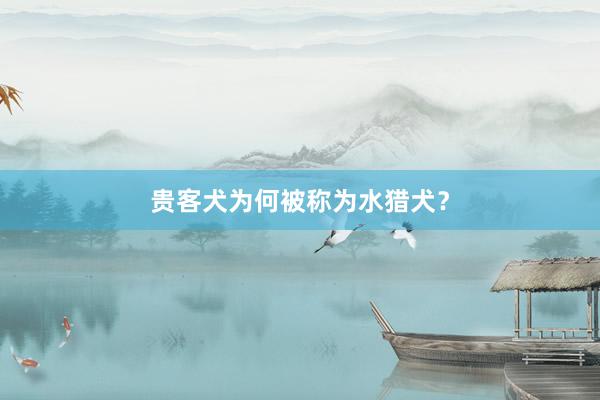 贵客犬为何被称为水猎犬?
